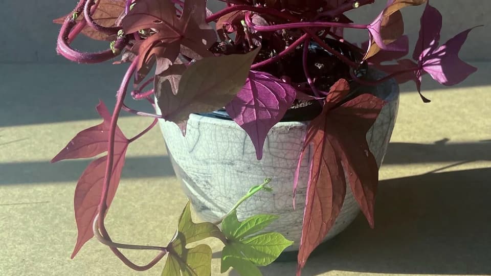 Creattitudes Hossegor - Ceramique Raku